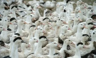 Mortes de gansos e patos no RS foram por gripe aviária