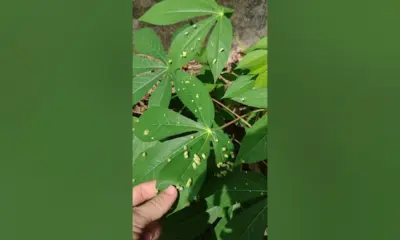 Pesquisador da Embrapa descarta gravidade da mosca-das-galhas em lavoura de macaxeira