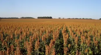 Mapa aprova zoneamento para cultivo de sorgo no Acre