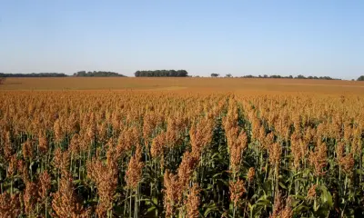 Mapa aprova zoneamento para cultivo de sorgo no Acre