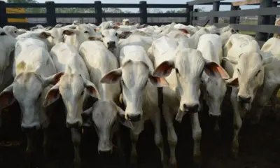 Em cinco meses, saíram mais de 153 mil cabeças de gado do Acre