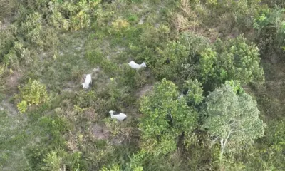 Parte do gado retirado de Frigorífico está localizada em área de mata em Brasiléia