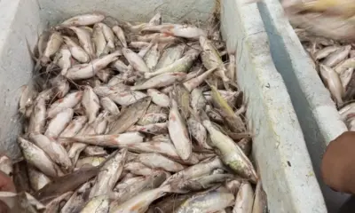 Cruzeiro do Sul já tem fartura de mandi e outros pescados