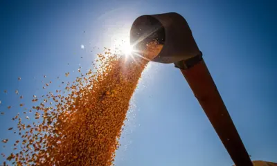 Brasil poderá ter novo recorde na produção de grãos na safra 2024/2025