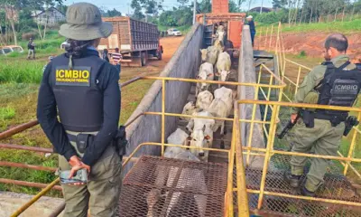 Governo diz que Operação Suçuarana no Acre intervém em apenas quatro propriedades