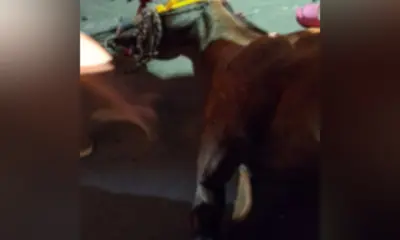 Criança de 11 anos estava no cavalo do acidente em Cruzeiro do Sul