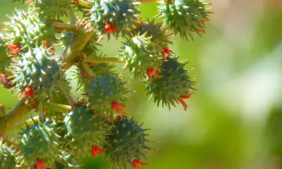Governo libera zoneamento climático para cultivo da mamona no Acre