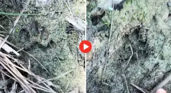 Moradores apontam pegadas de onça em área de Cruzeiro do Sul