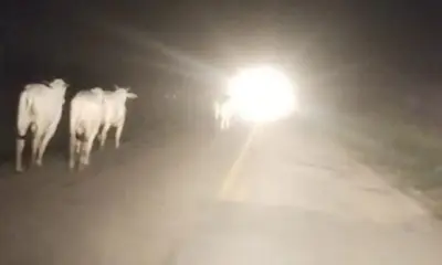 Grupo invade frigorífico e liberta gado apreendido pelo ICMBio no Acre