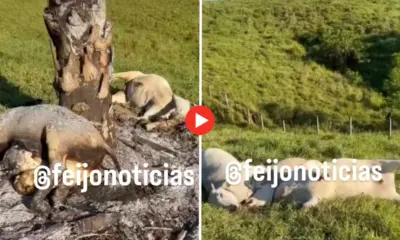 Raio atinge árvore e mata animais durante tempestade em Feijó