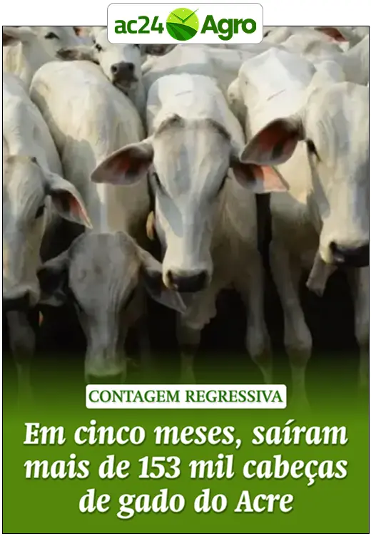 Em cinco meses, saíram mais de 153 mil cabeças de gado do Acre