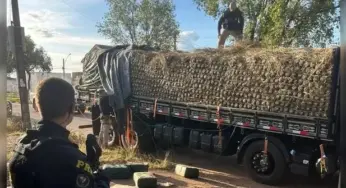 PRF apreende meia tonelada de cocaína escondida em carga de abacaxi no Pará