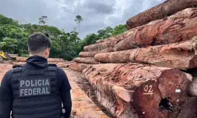 PF investiga desmatamento de 230 mil m² em área protegida no Amapá
