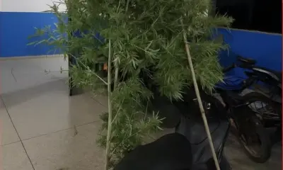 Homem é preso por cultivar pé de maconha de dois metros no quintal em Vilhena (RO)