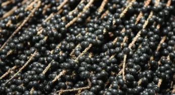 Ifac deve instalar laboratório de análise de solo para produção de açaí em Feijó