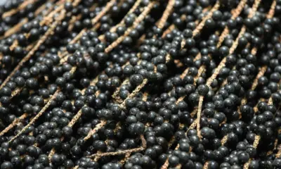 Ifac deve instalar laboratório de análise de solo para produção de açaí em Feijó