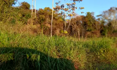 Queimadas estão sendo substituídas por veneno dispersado por drones