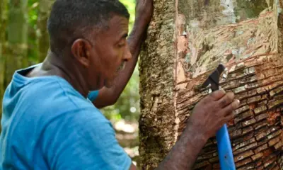 Acre começa a pagar subvenção da borracha e murumuru direto na conta de extrativistas