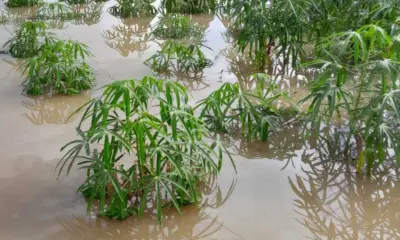 Ruralistas criticam redução de recursos e da área de cobertura do Seguro Rural