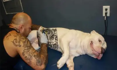 Governo sanciona lei que proíbe tatuagens e piercings em cães e gatos