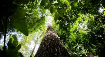 Potencial de estados com crédito de carbono na Amazônia passa de 10 bi