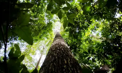 Potencial de estados com crédito de carbono na Amazônia passa de 10 bi
