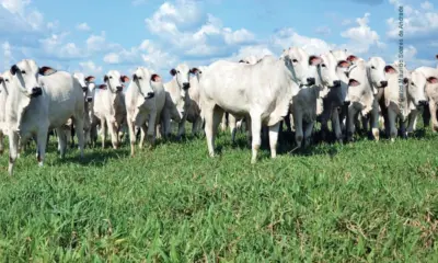 Manejo de pastagem precário é problema crônico no Acre, diz Embrapa
