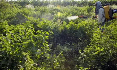 Uso de agrotóxicos faz parte da rotina agrícola até de municípios isolados