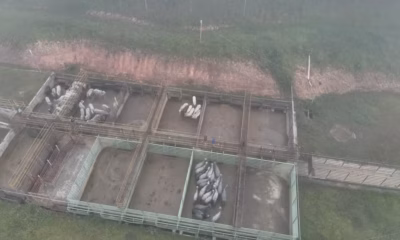ICMBio confirma perda de 85 bois após invasão a frigorífico; restante do gado foi recuperado