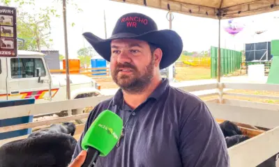 Ovinocultura se destaca como alternativa rentável à pecuária tradicional