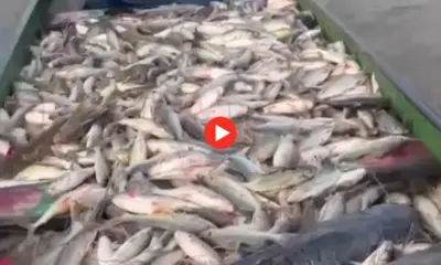 Pescadores registram piracema de mandi em Cruzeiro do Sul