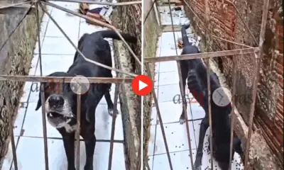 Populares encontram cão desnutrido abandonado em casa de Rio Branco