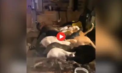 Moradora de Mâncio Lima pede ajuda para doar mais de 80 animais que acolhe em sua propriedade