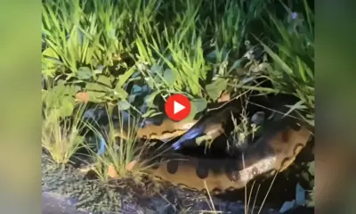 Moradores flagram sucuris entrelaçadas às margens de estrada em Cruzeiro do Sul