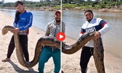 Pescadores exibem sucuri gigante no interior do Acre
