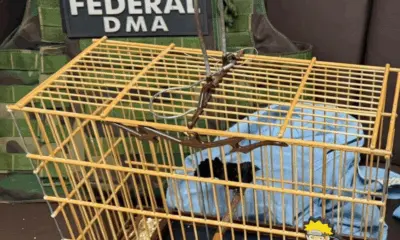 No Acre, PF prende homem por manter aves em cativeiro e vender animais na internet