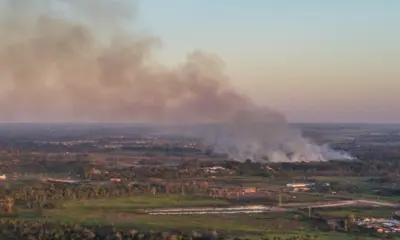 Incêndio na Estrada do Amapá queima 20 hectares; bombeiros resgatam gado