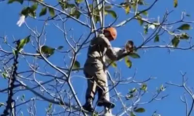 Coruja fica presa em linha com cerol e acaba resgatada no Acre