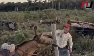 Vídeo mostra jovem agredido cavalo amarrado em cerca