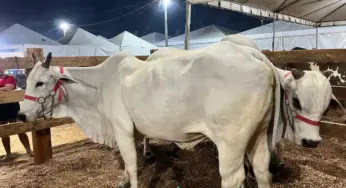 Vaca Nelore é avaliada a R$ 150 mil na ExpoAcre Juruá