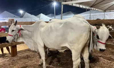 Vaca Nelore é avaliada a R$ 150 mil na ExpoAcre Juruá