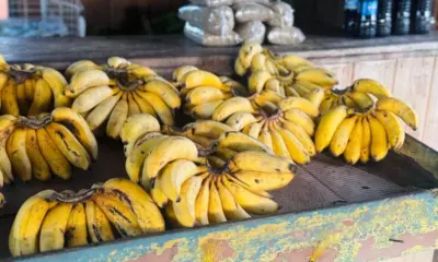 Com produção em alta, Acre orienta regras para transporte de banana