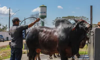 Animais recebem banho e cuidados no percurso da Cavalgada