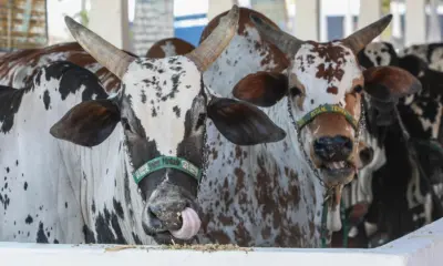 Animais expostos na Expoacre recebem banho para aliviar o calor