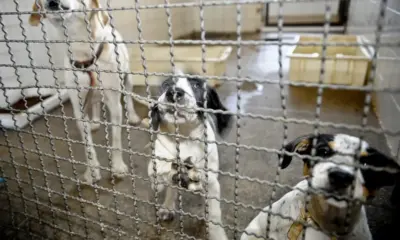 Projeto aprovado na Câmara proíbe uso de animais em testes cosméticos