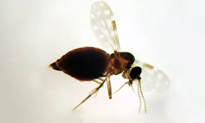 Antes restrita à Amazônia, febre oropouche se espalha pelo país