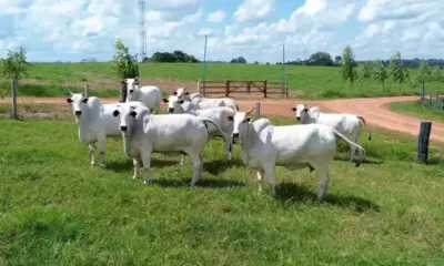 Leilões reúnem 182 animais de elite na Expoacre 2025