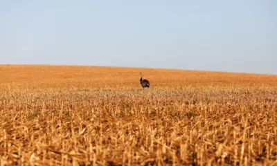 Em meio a críticas do agro, governo lança Plano Safra com crédito mais caro