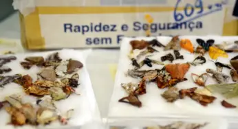 MP investiga envio irregular de produtos da fauna e flora pelos Correios no Acre