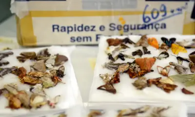 MP investiga envio irregular de produtos da fauna e flora pelos Correios no Acre